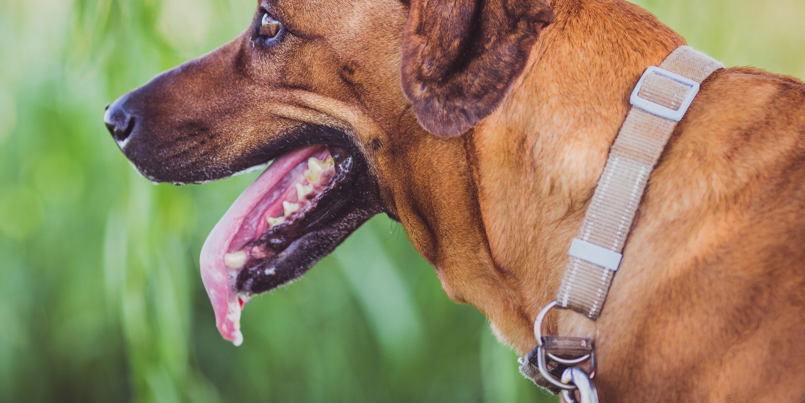 Muistatko Pavlovin koiran?