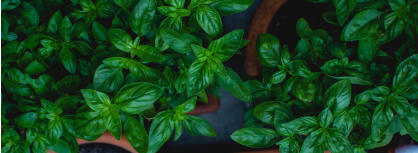 Guagamelan taistelu ja Obaman yrtit